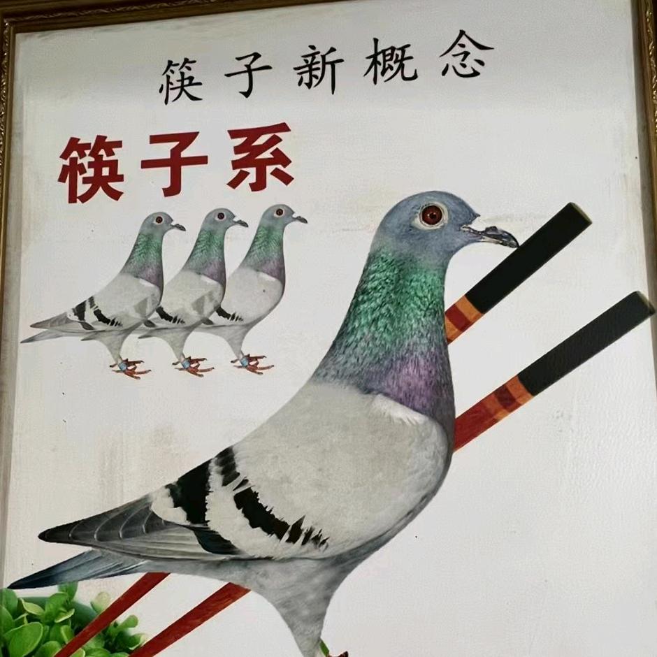 建业集团筷子系-阳阳