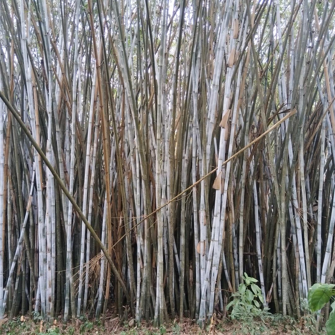 大量收购竹子