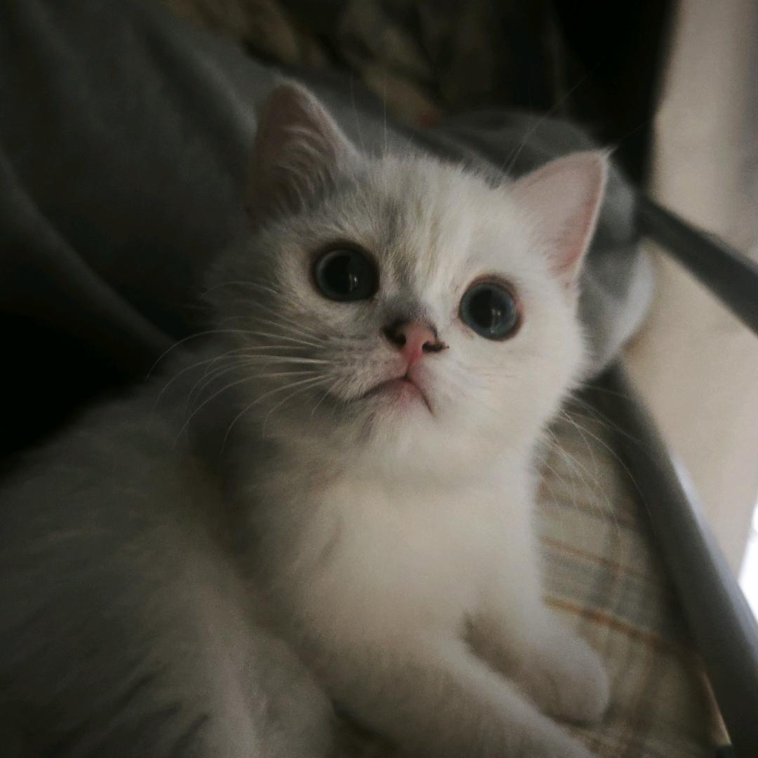 🥟