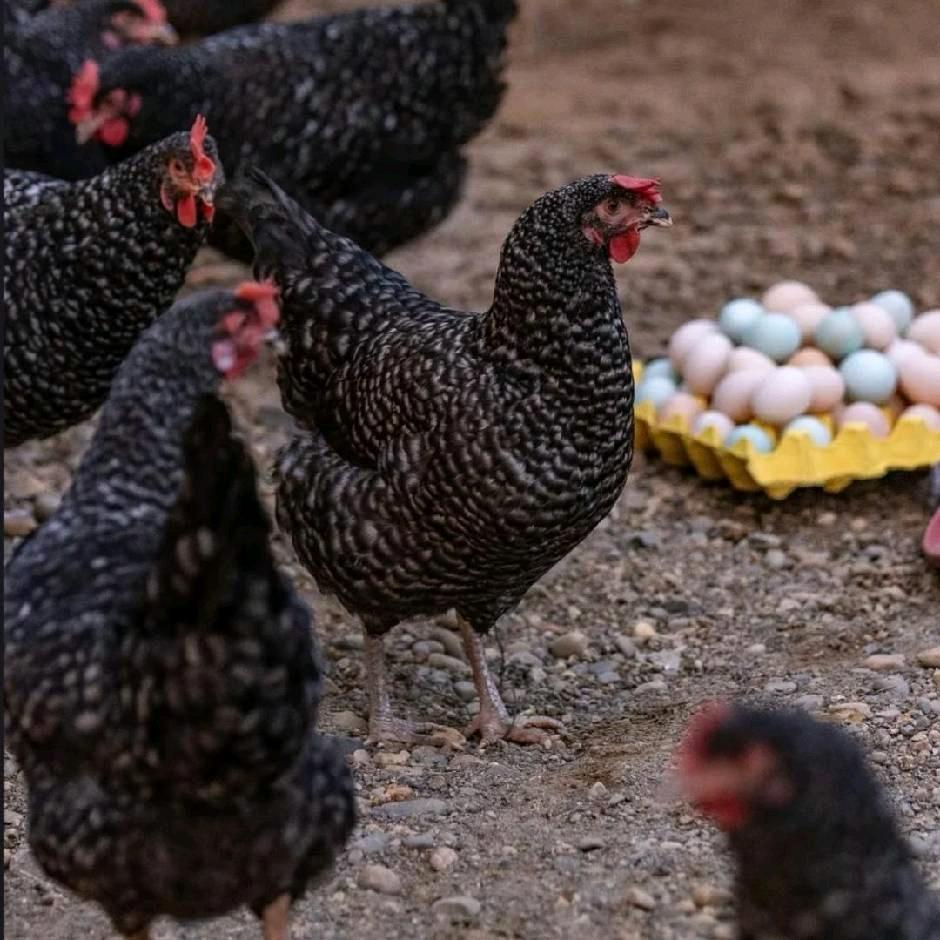 鲁巨珍禽精选店