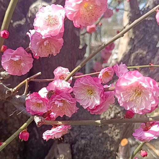 花漾