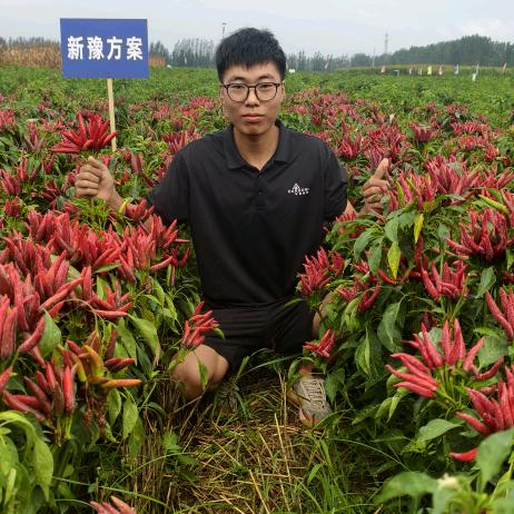 黄集禾丰农资