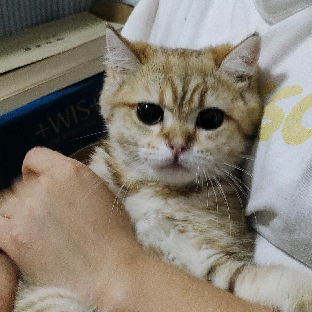 沐子养猫日常