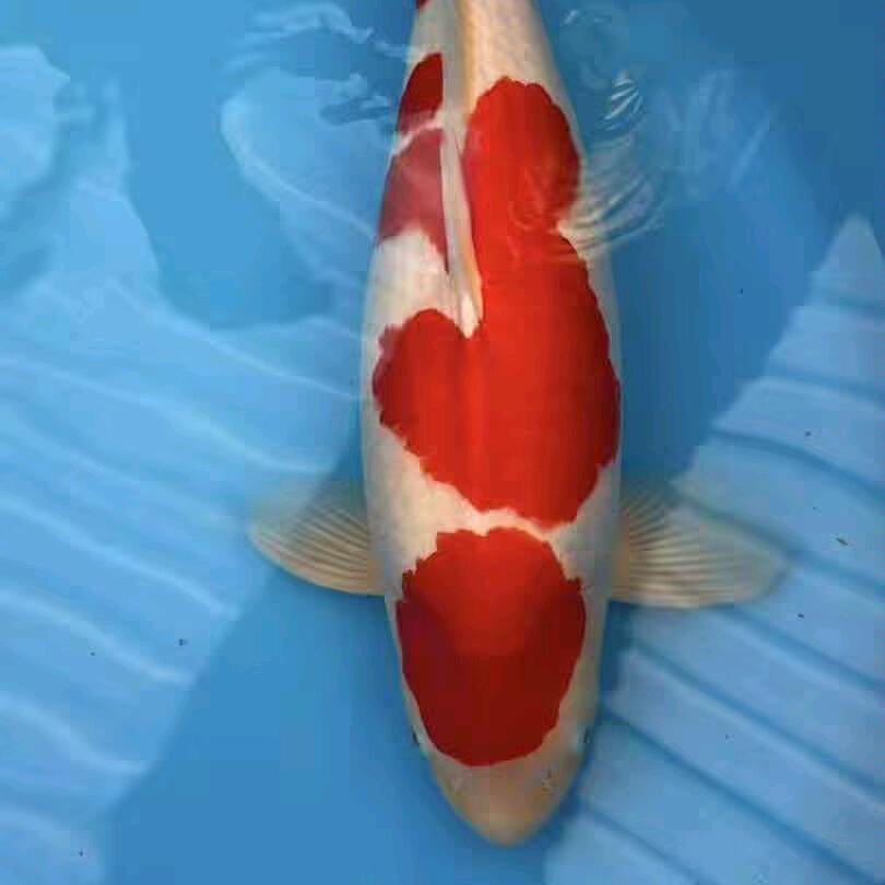 友鲤相遇（高唐吉祥锦鲤）