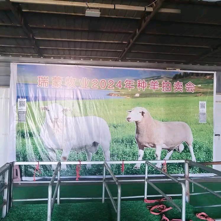瑞蒙牧业  种羊场