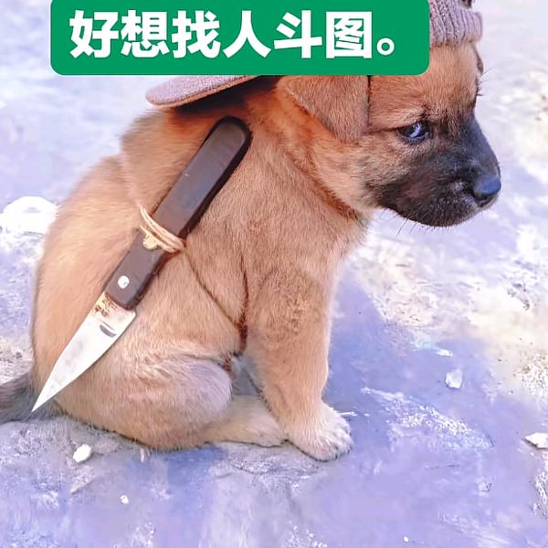 评论界的大师哥