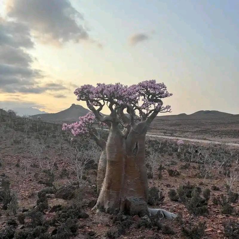 荒漠玫瑰