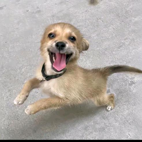 图图爱吃冰淇淋