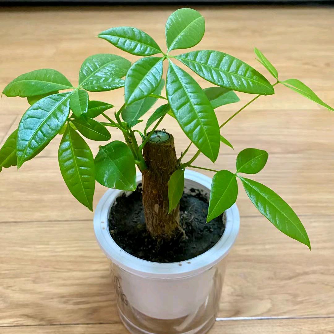 梦想还是要有的