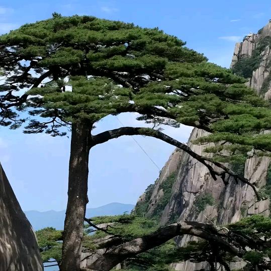 ✨心缘🎤🎙️