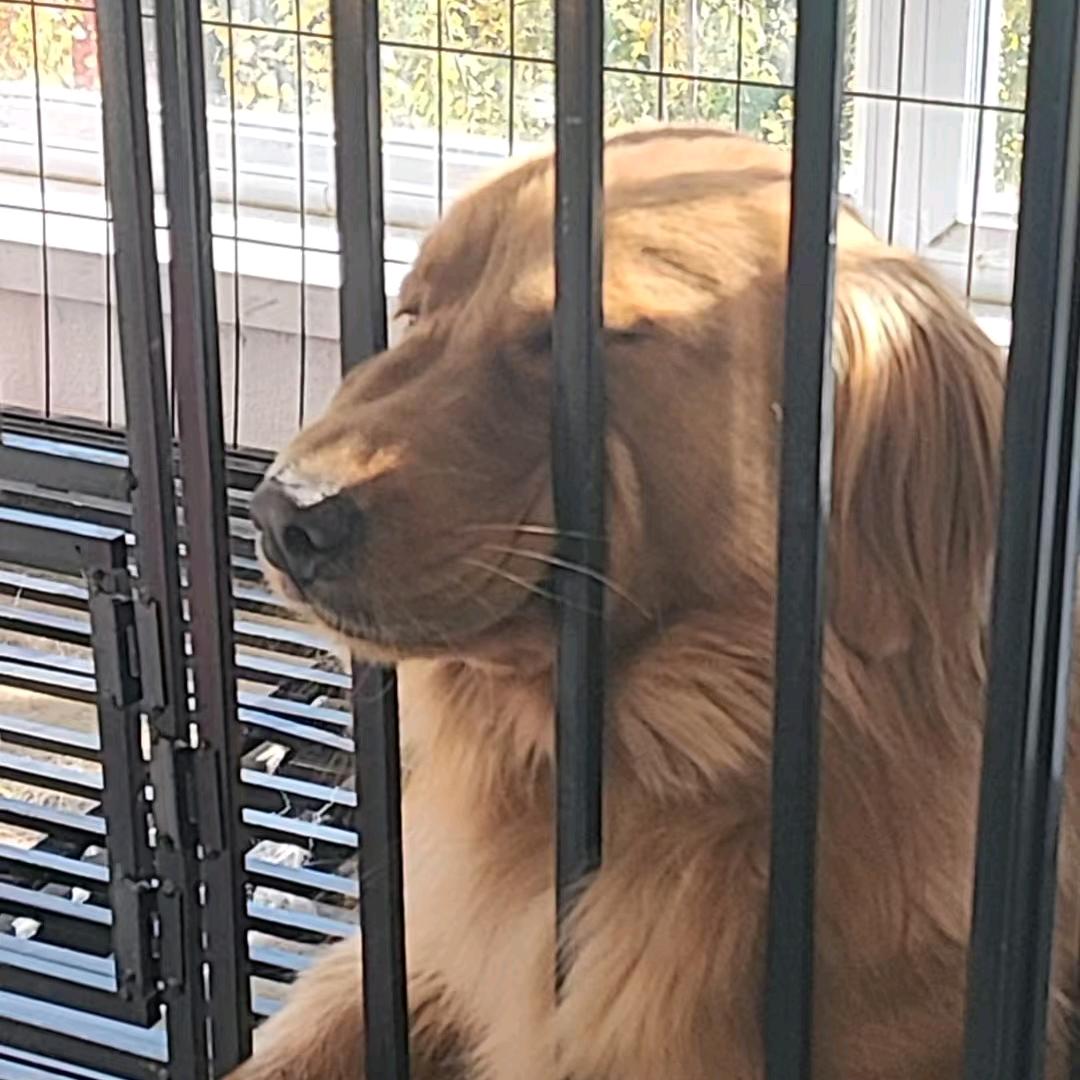 毛毛