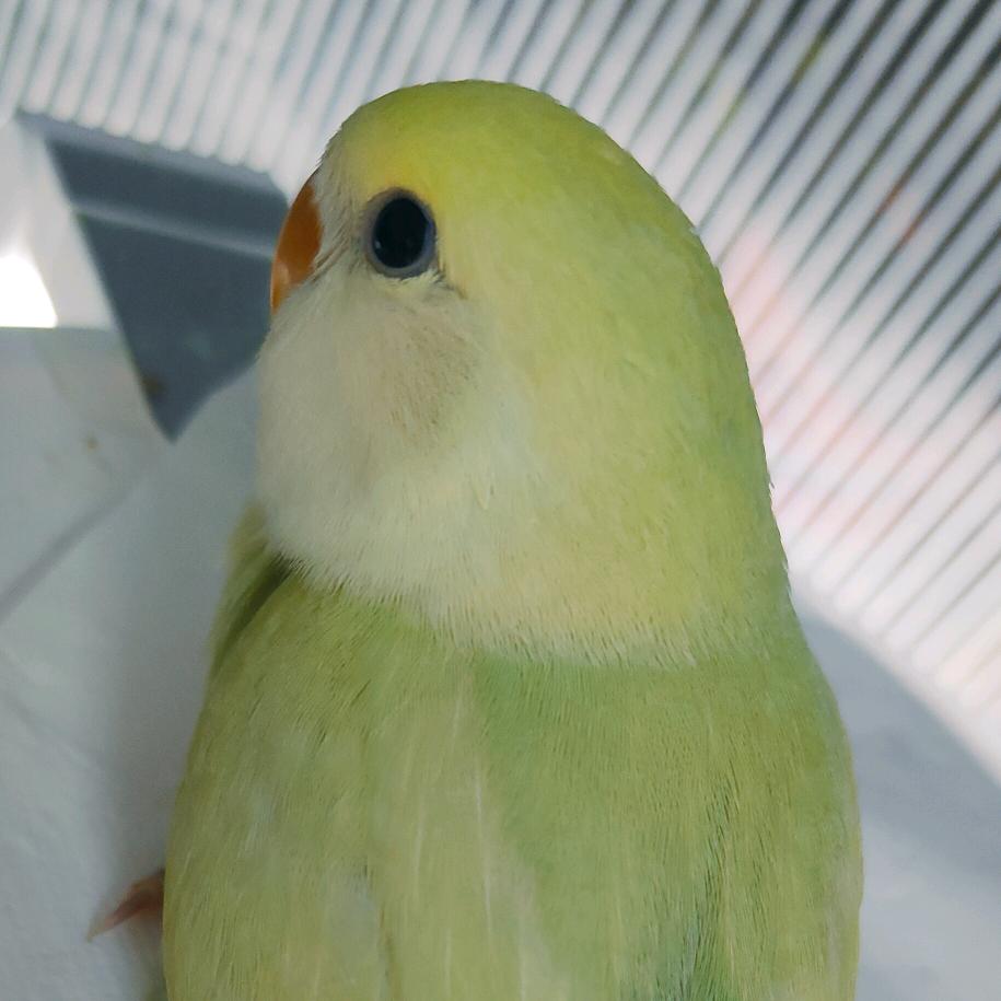 小π