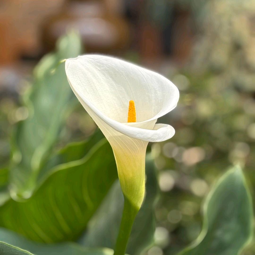 暮云春树  桦青