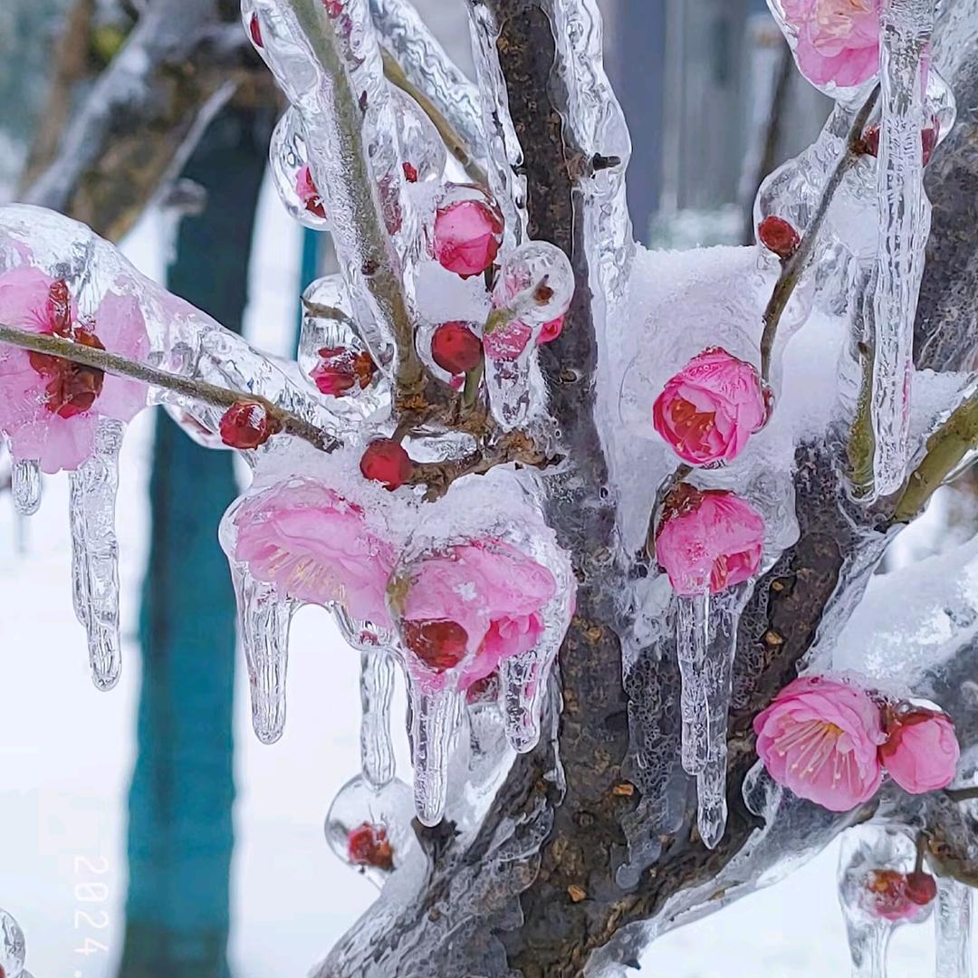 你是一只可爱龙