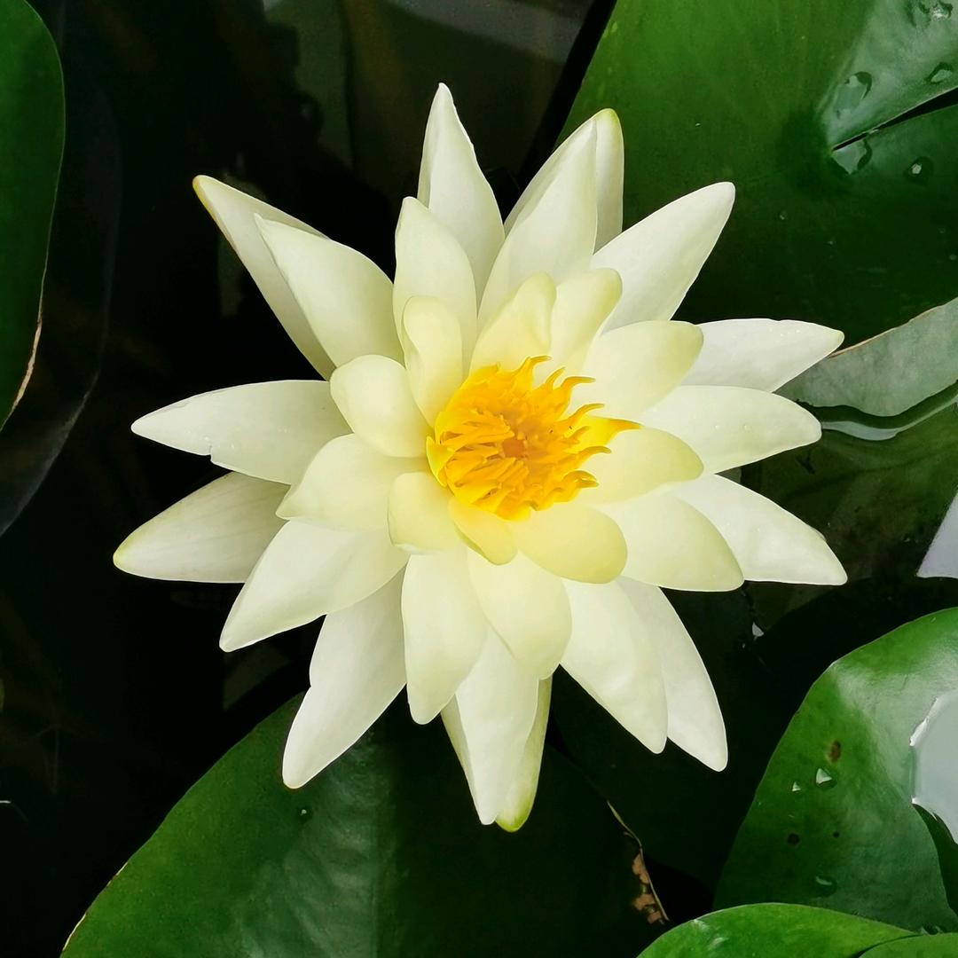 喵喵~哈