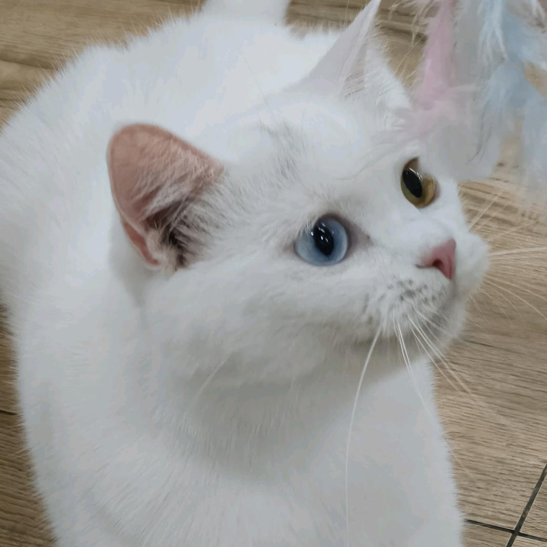 本莫琉璃