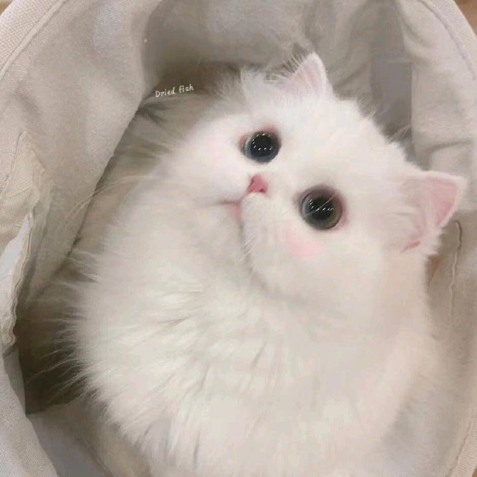 小墨（三角洲行动）