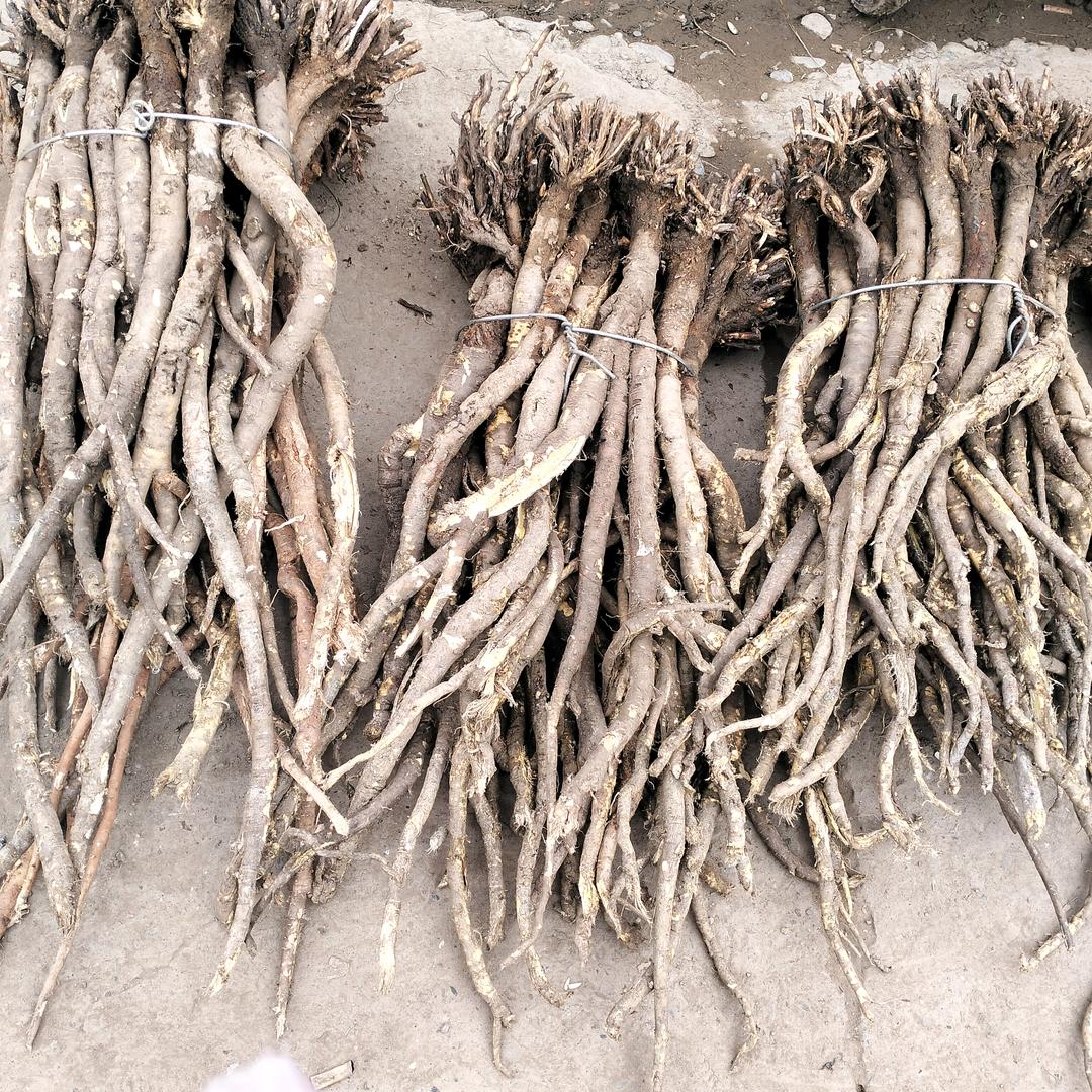 岷县农产品滋补品