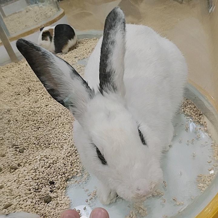 有理