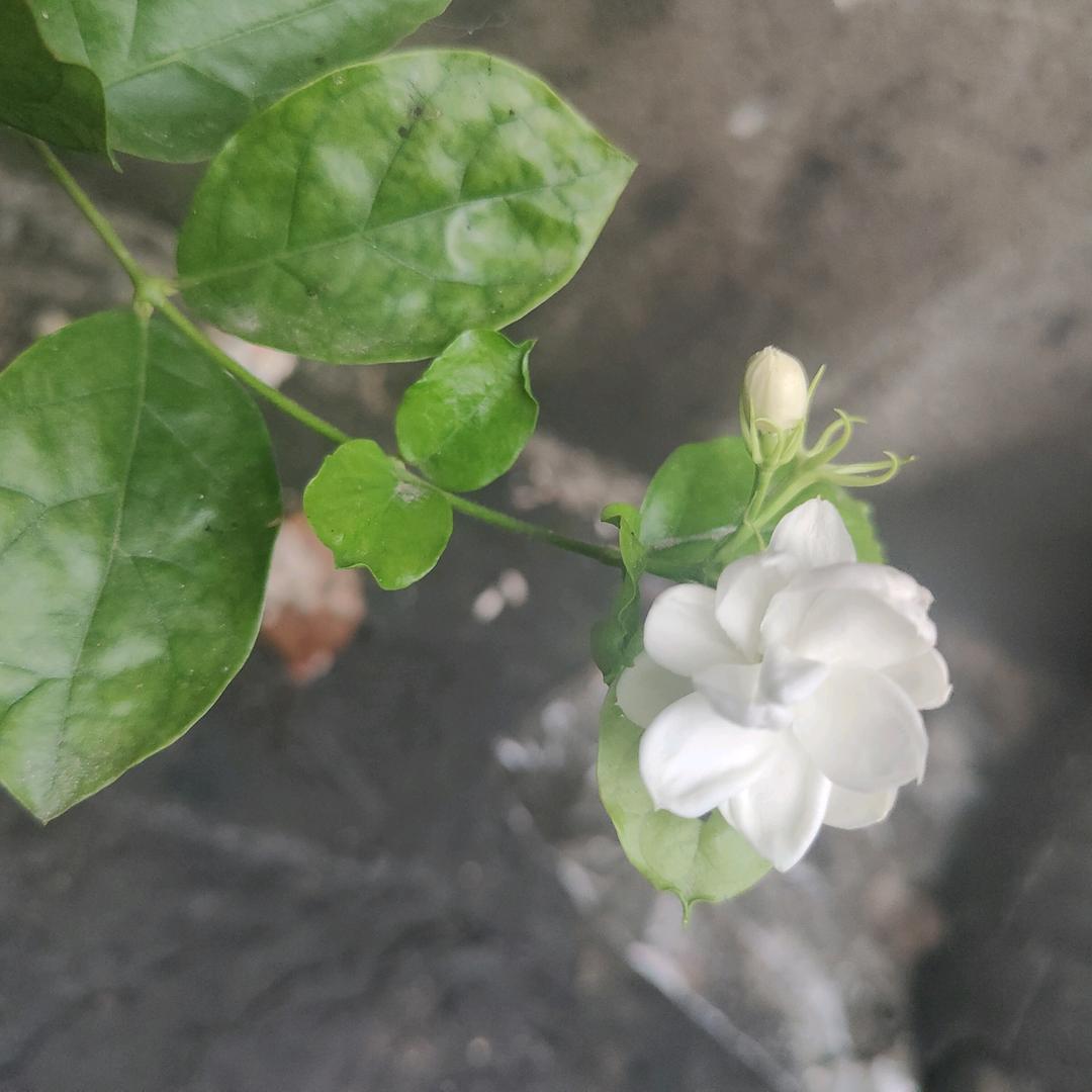 A开心🌸🌷