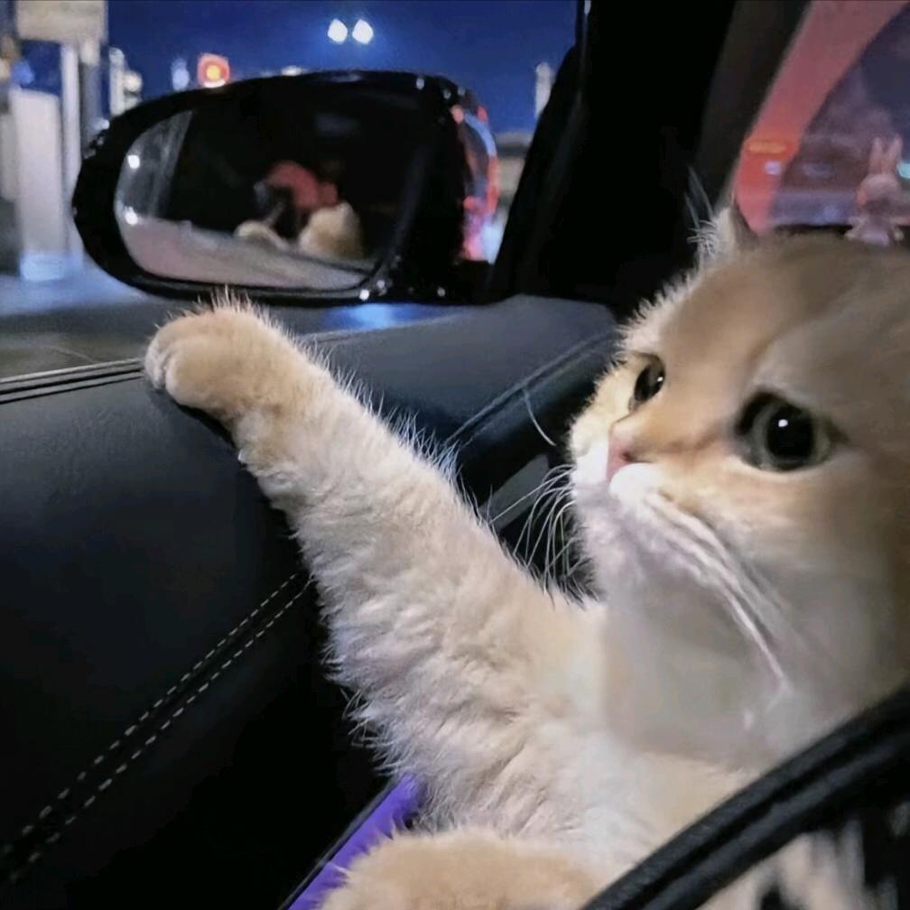 初見(猫meme)