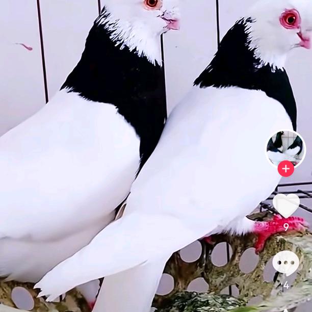 雪中飞