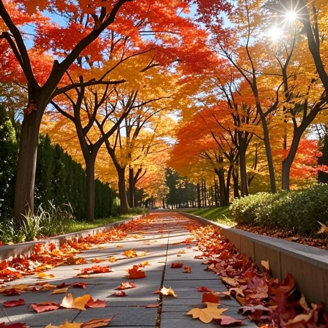 ༺云❀ൢ岭༒清❀ൢ月༻