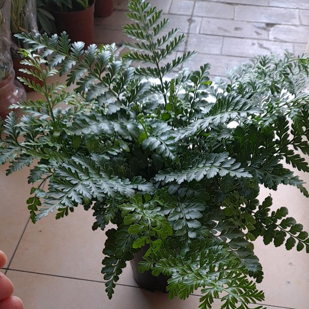 用户4053503349838大扣