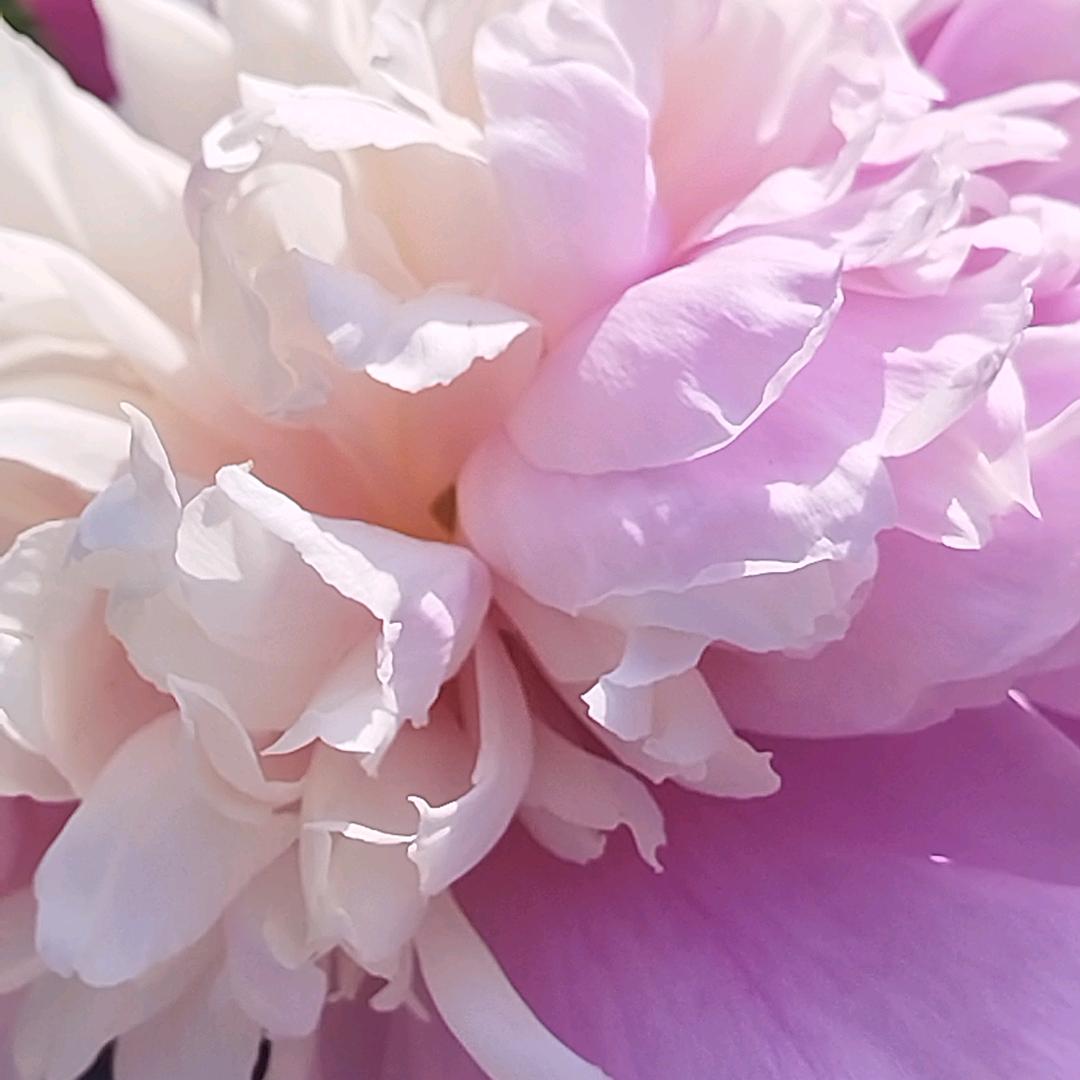 樱花🌸小泡芙