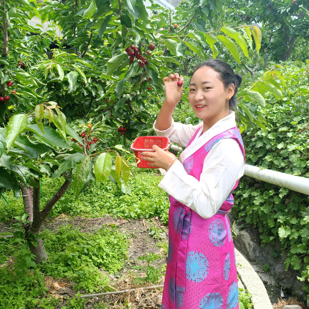 藏族姑娘-------梦娟