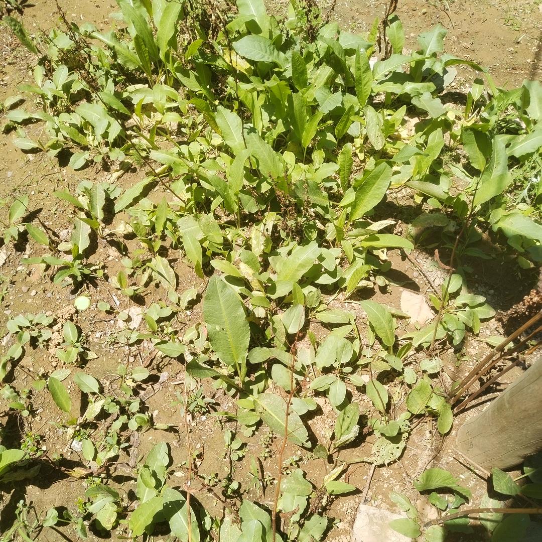 药材种植