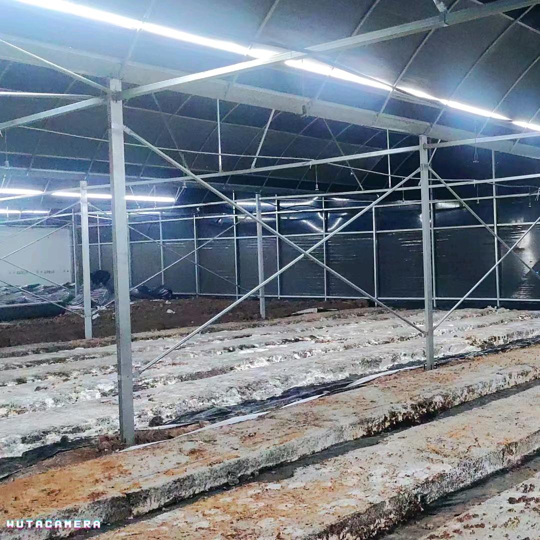 平菇基地（黄冈黄州）