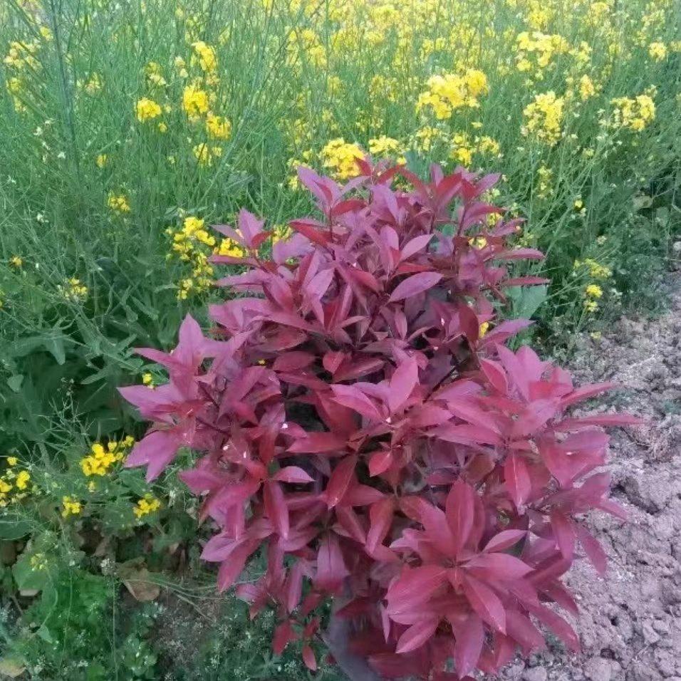 黄梁一梦