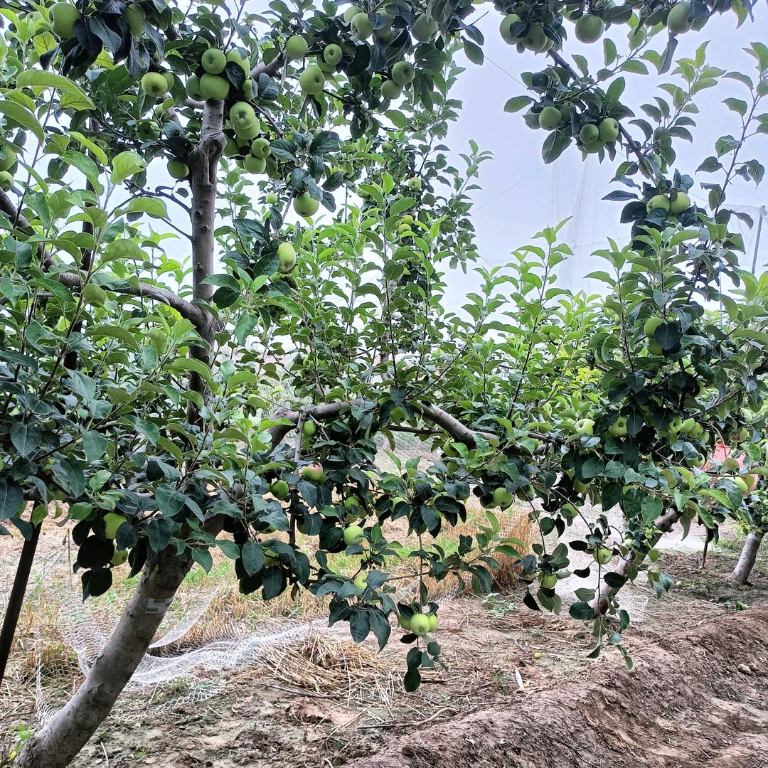 杨增林