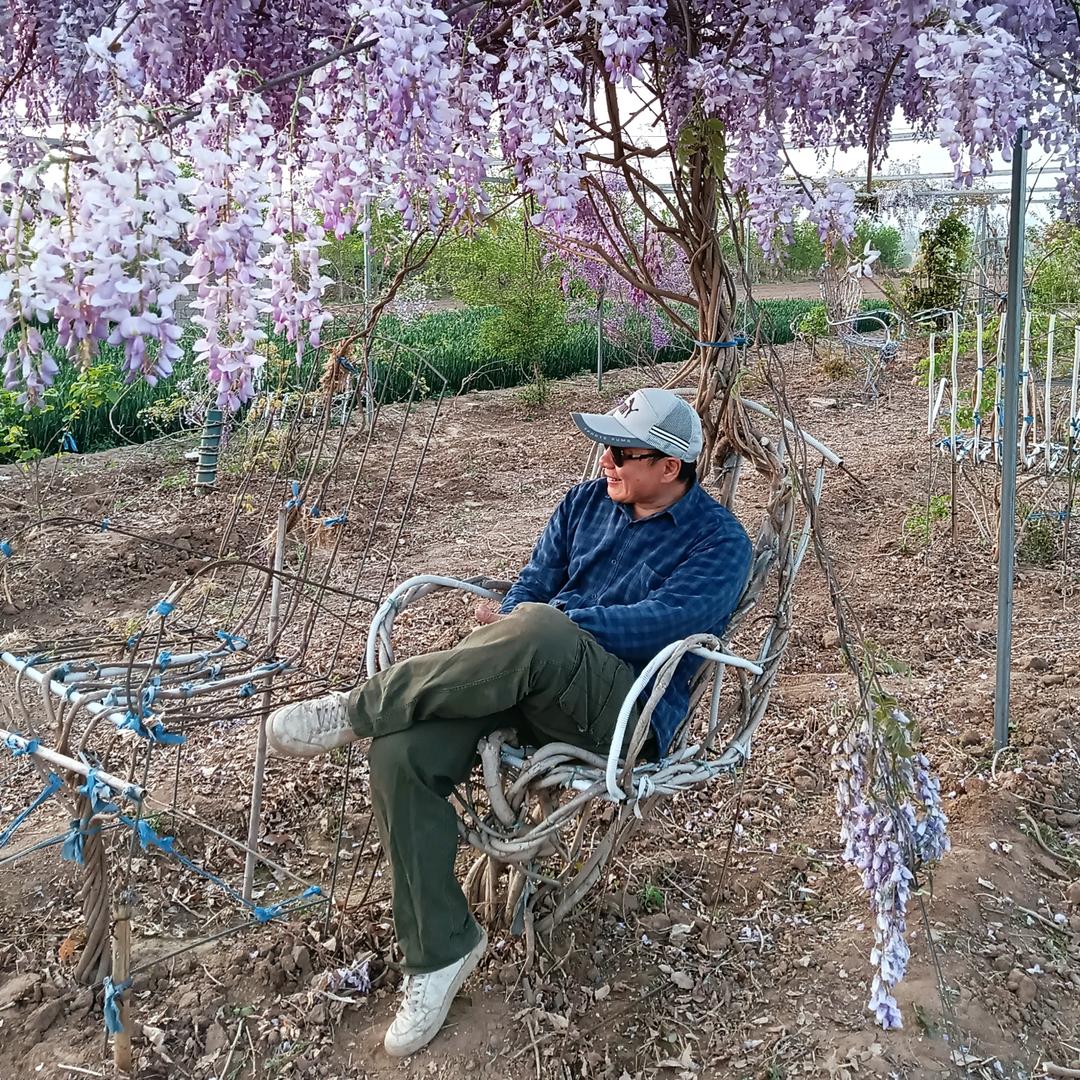 紫藤花椅