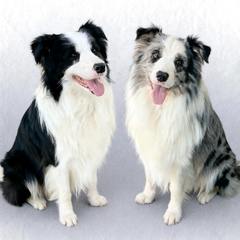 一鸣犬舍(赛级边牧)