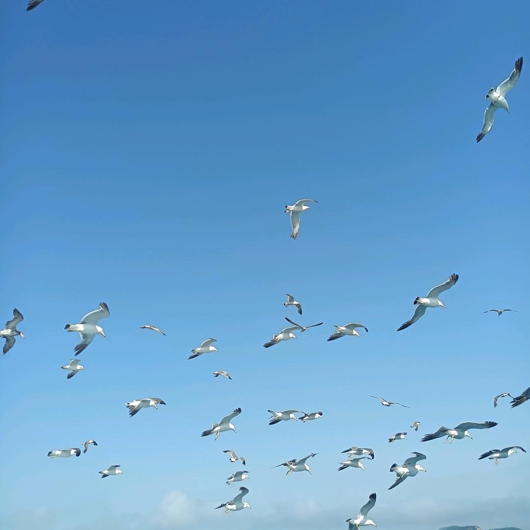 冰糖葫芦☄