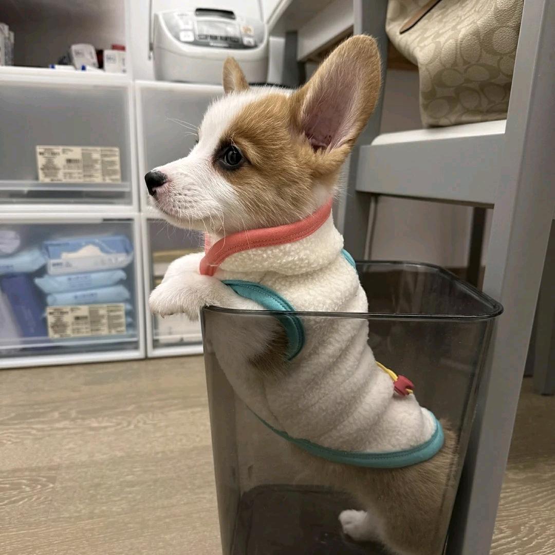 老顽鹏