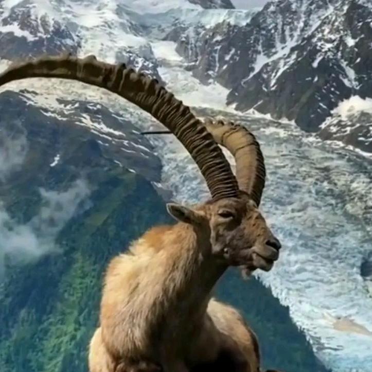 阿尔山登山牛羊肉