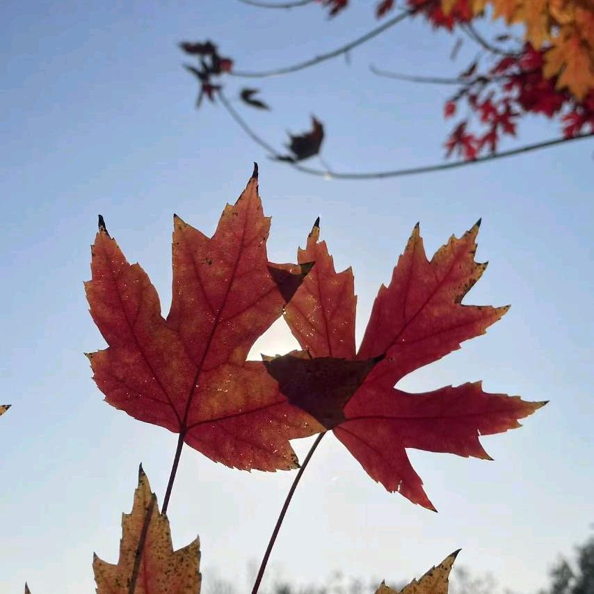 小秋🍂