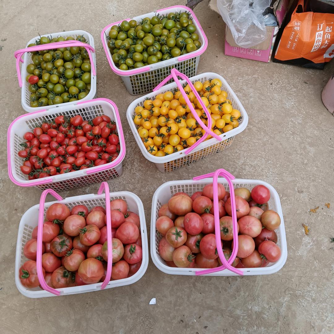 城子11号棚好吃采摘园