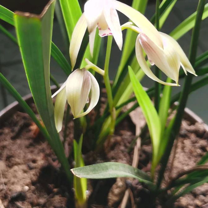 花姐