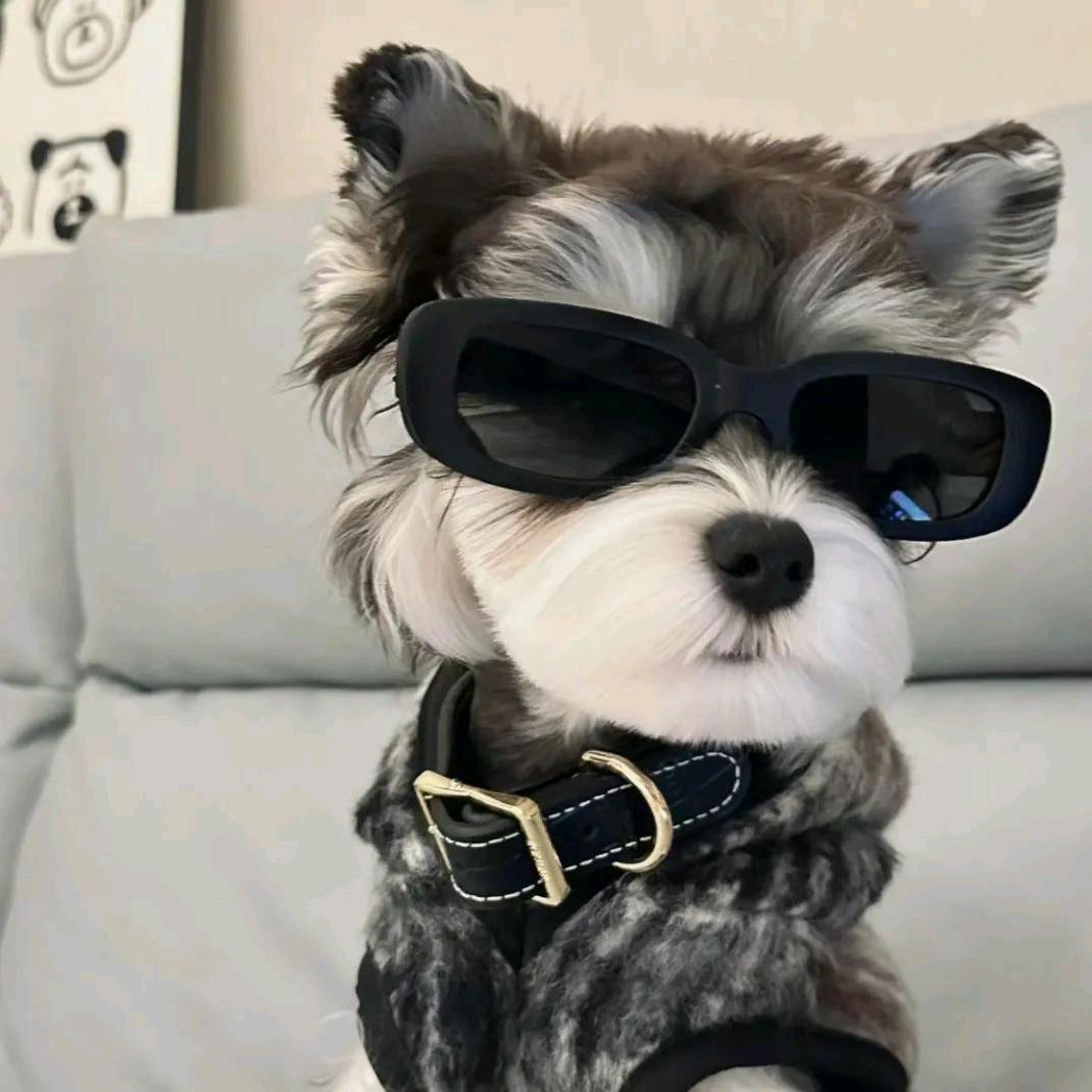 幼稚园超有钱小🐶