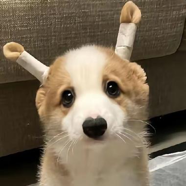 凌竺梦