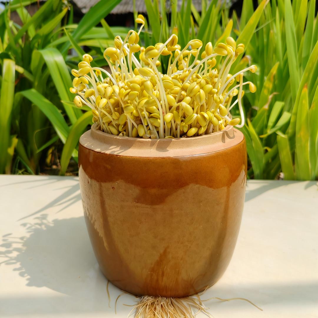 古法豆芽