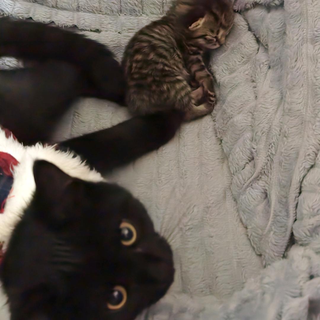 哇哇大叫小喇叭