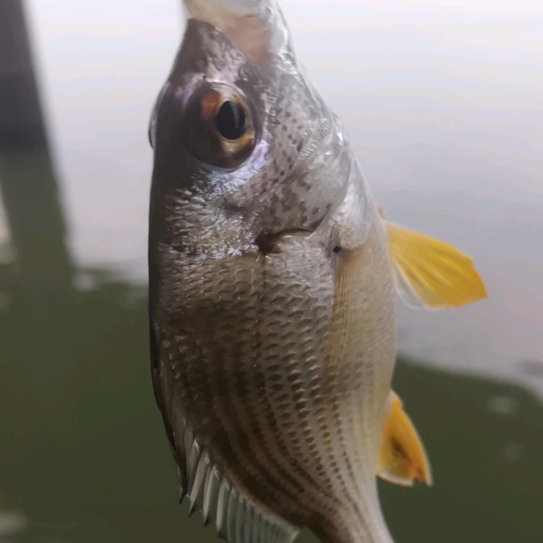 钓鱼没空   军ل🐠ل͜