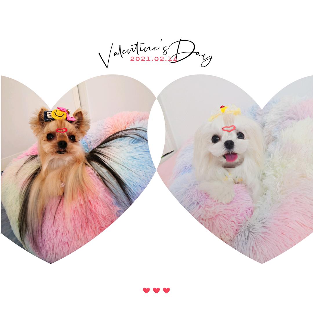 月亮家约克夏直播号