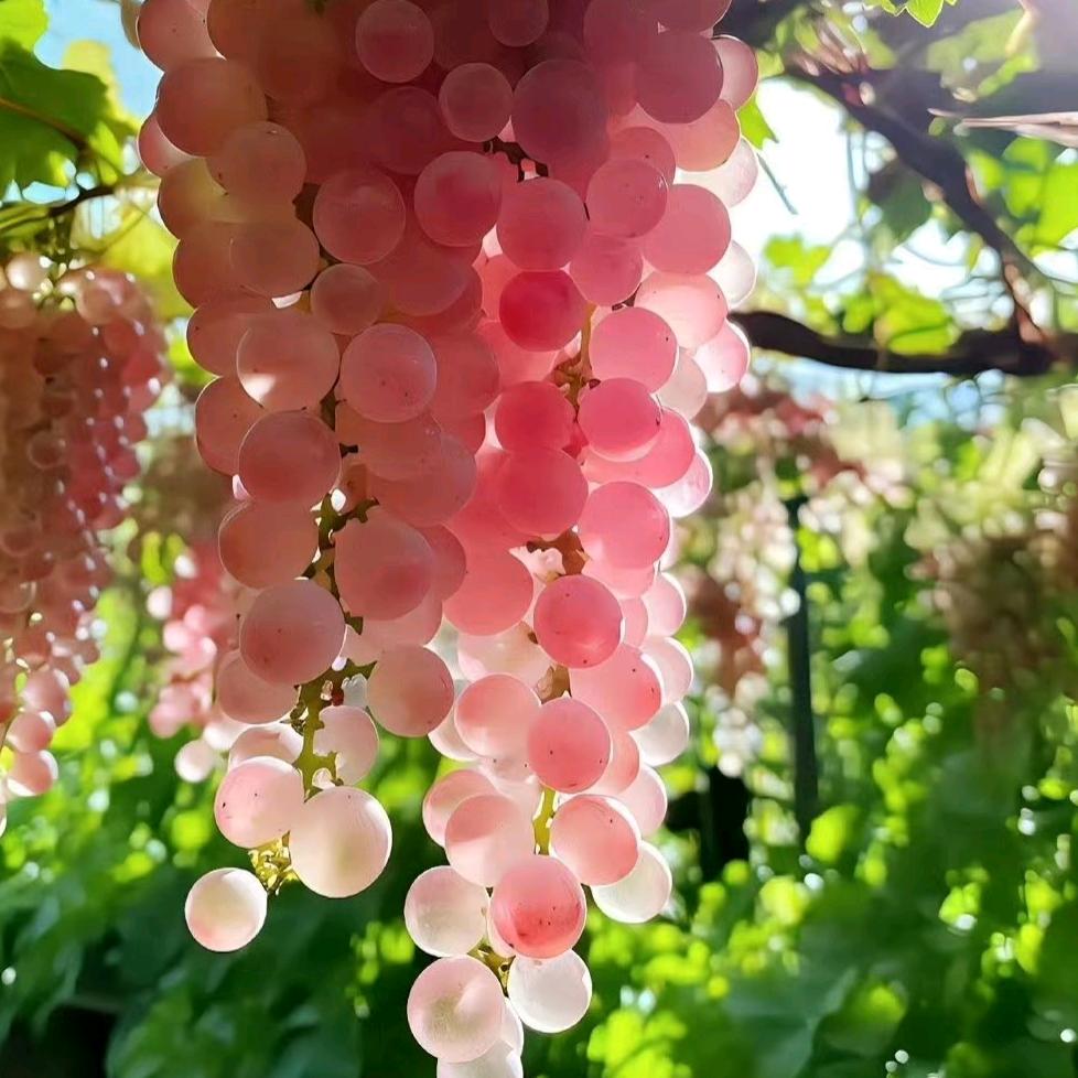 隔着屏幕看星星⭐⭐