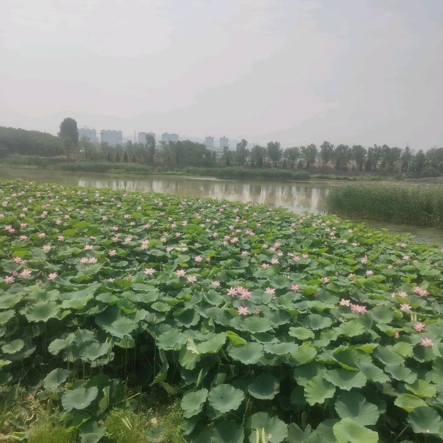 沉默是金